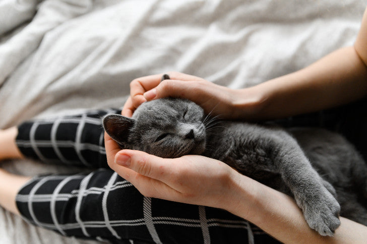 Katze im Bett